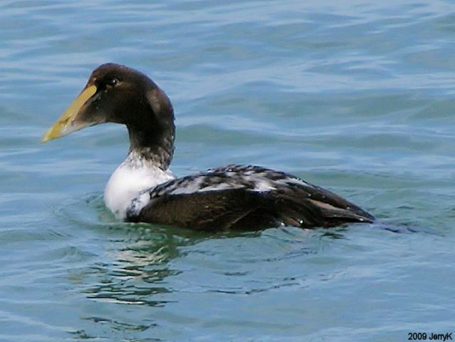 Common Eider